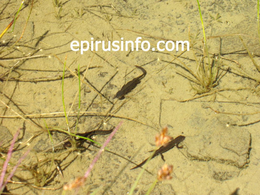 Εκατοντάδες νεκροί Αλπικοί Τρίτωνες, στην Δρακόλιμνη του Σμόλικα