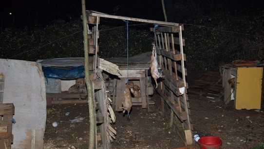 Αίσχος: Απαγχόνισαν κουτάβια στα Ιωάννινα